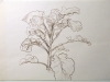 garden5.jpg